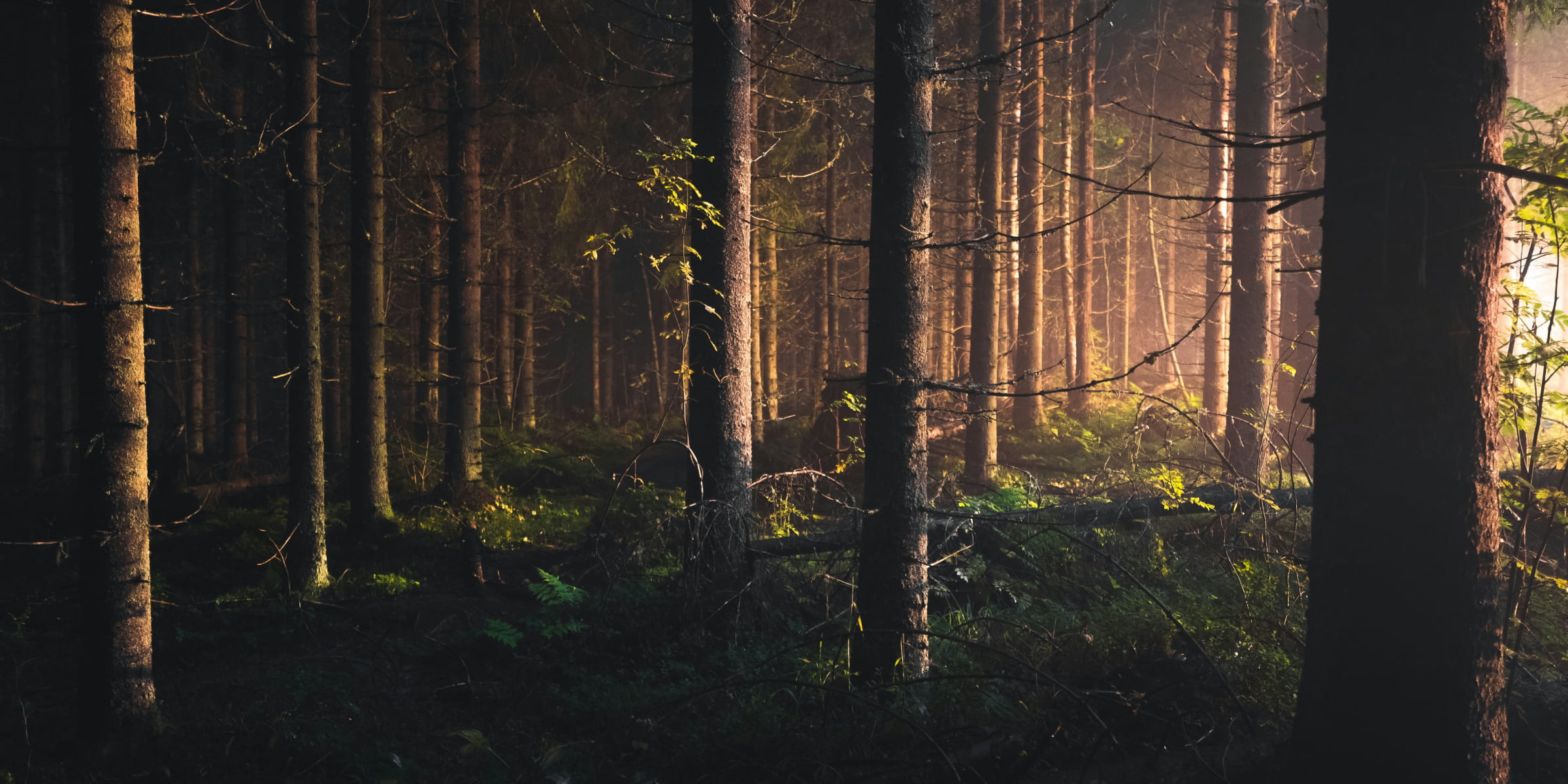 Imagem de uma floresta